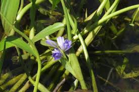 Image result for Monochoria