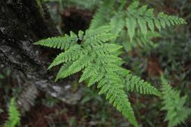 Image result for Davalliaceae