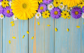 Yellow daisies, blossom, bloom, spring, yellow flowers, close up, purple, floral background, 5k. Images Of Wallpaper Blue And Purple Flowers Background
