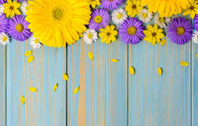 Yellow daisies, blossom, bloom, spring, yellow flowers, close up, purple, floral background, 5k. Images Of Wallpaper Blue And Purple Flowers Background