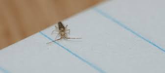 We did not find results for: How To Get Rid Of Springtails Handling A Springtail Infestation Abc Blog