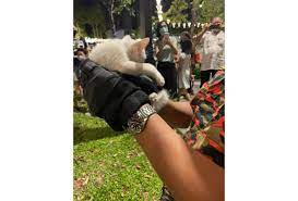 Insert Favourite Meme Here Firemen Rescue Cat Stuck In Tree The Star