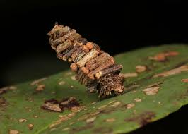 The bagworm family is fairly small, with about 1,350 species described. Toutes Les Tailles Log Cabin Bagworm Moth Caterpillar Psychidae Flickr Partage De Photos Bugs And Insects Moth Caterpillar Beautiful Butterflies