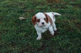 Spaniels » cavalier king charles spaniel » cavalier king charles spaniel colors. A Little Dog Cavalier King Charles Spaniel Baby White Brown Green Grass Pikist