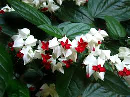 Image result for Clerodendrum toxicarium