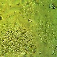 We did not find results for: Clue Cell Wikipedia