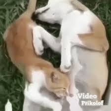 dog / funny cocks & best free porn: r34, futanari, shemale, hentai, femdom  and fandom porn