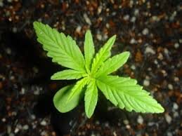 That being said, there is one central aspect of growing a pot plant that everyone needs to understand, and that is that cannabis is a flowering plant, meaning that in nature it bears its fruits. How Long Does It Take To Grow Marijuana Grow Weed Easy