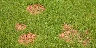 Rain Causing Red Thread Outbreak Lawntech