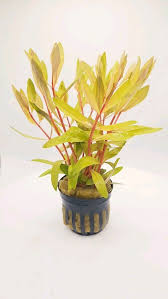 Image result for Nesaea