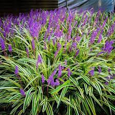 Variegated Liriope Variegated Liriope Ground Cover Plants Ornamental Grasses