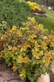 The plant is sometimes known as common ninebark or eastern ninebark. Amber Jubilee Ninebark Arbor Valley Nursery Physocarpus Opulifolius