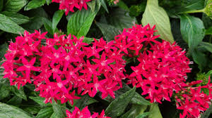 Image result for Pentas