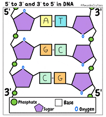 Describe the components and structure of a dna nucleotide. Dna Structure And Replication Genetics Quizizz