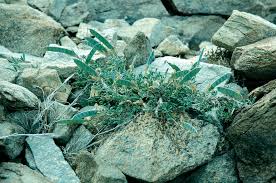 Image result for Argyrolobium fischeri