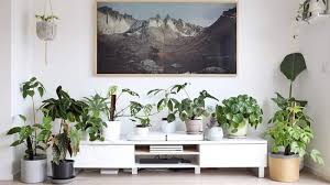 Jenis tanaman hias tertentu bisa melindungi anda dan keluarga dari bahaya polutan rumah. Tingkatkan Kualitas Udara Dalam Ruangan Dengan Tanaman Hias Ini Tips Merawatnya Blog Tribunjualbeli Com