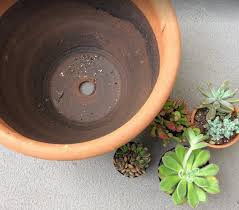 The following plant combinations complement each variety's colors, forms, and textures, and each arrangement groups together succulents with similar moisture and light requirements to make it. How To Plant Succulents In Containers A Beginner S Guide Succulent Plant Care