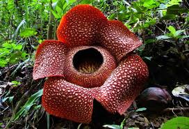 Check spelling or type a new query. Top 10 Most Incredibly Rare Flowers In The World Livinghours