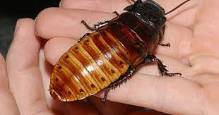 Top 10 Strange Pets Weird Animals Pets Animal Planet