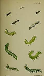 Image result for Peridea anceps