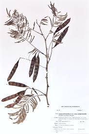 Image result for Acacia polyacantha