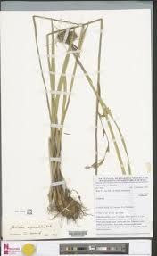 Image result for Gladiolus unguiculatus