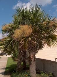 We did not find results for: Growing Palms In Louisiana