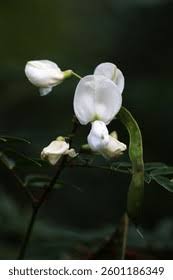 Image result for Tephrosia whyteana