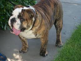 Akc color codes for rare color english bulldogs. English Bulldog Puppy Akc 8 Weeks Female Tri Color Has Blue Gene For Sale In Modesto California Classified Americanlisted Com