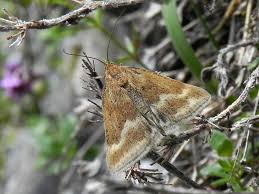 Image result for Pyrausta aerealis