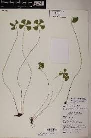 Image result for Marsilea nubica