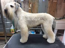 Perfect Wheaten Terrier Groom Dog Grooming Business Dog