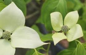 Image result for Hibiscus syriacus Violet Clair Double