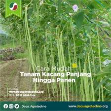 Kayu pancang ataupun kayu junjung amat penting dalam penanaman kacang panjang. Facebook
