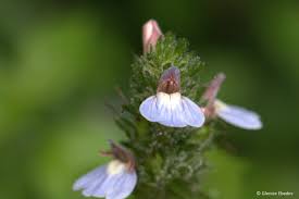 Image result for Justicia petiolaris