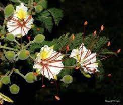 Image result for Copaifera baumiana