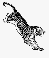Please feel free to get in touch if you can't find the tiger black and white clipart your looking for. Clipart Black And White Tiger Jumping Free Transparent Clipart Clipartkey