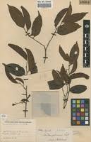 Image result for Staudtia