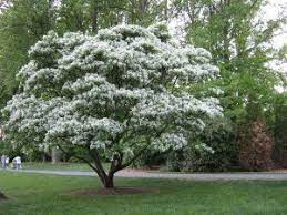 Smithsonian Gardens Celebrates Arbor Day 2013 Landscaping Trees Fringe Tree Flowering Trees