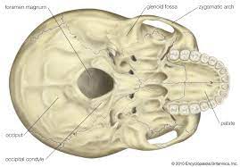 Human head (anterior view) the human head is more than just a nuisance responsible for your headaches. Foramen Magnum Anatomy Britannica