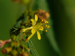 Image result for Triumfetta pentandra