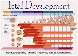 Fetal Development Chart