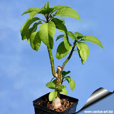 Image result for Phytolacca dioica