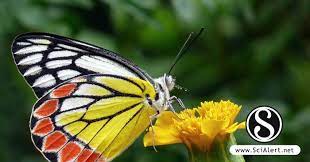 Posted in connection, flowers & fire, love, relationships tagged butterflies rising, connection, flowers & fire poetry, heart,. Relationships Between Butterfly With Feed Plants In Sangihe Islands North Sulawesi Indonesia Scialert Responsive Version