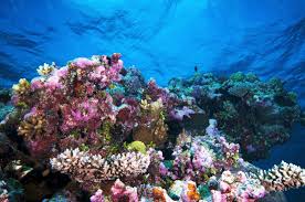 Find professional great barrier reef bleaching videos and stock footage available for license in film, television, advertising and corporate uses. A Rough Guide To Visiting Australia S Great Barrier Reef Rough Guides