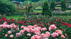 The peninsula park rose garden is the only sunken rose garden in oregon and is where the official portland rose was cultivated. International Rose Test Garden Garden Review Conde Nast Traveler