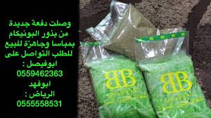 موقع كتاب بديا هو موقع يطمح لجمع أكبر مجموعة من عناوين الكتب العربية في مكان واحد لتسهيل عملية البحث عن الكتب وتحميلها على القارئ العربي بدون قيود او شروط. ÙˆØµÙ„Øª Ø§Ù„Ø¯ÙØ¹Ø© Ø§Ù„Ø¬Ø¯ÙŠØ¯Ø© Ù…Ù† Ø¨Ø°ÙˆØ± Ø§Ù„Ø¨ÙˆÙ†ÙŠÙƒØ§Ù… Ø¨Ù…Ø¨Ø§Ø³Ø§ Youtube