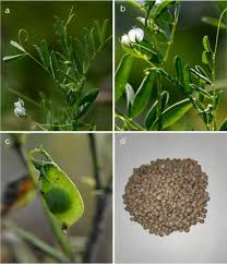 Image result for Lens culinaris