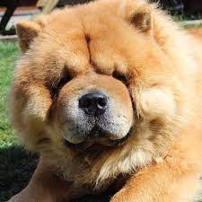How Cute Is Buddy The 3 Year Old Chow Chow He Is Really Good With Other Dogs Kids Baby S Anyone Really He Can Do Basic C Dogs With Jobs Dog Lovers Animals