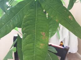 Pilea peperomioides plants can tell you a lot of information through their leaves, but their language is poorly understood, so it takes a little time and patience to learn. Money Tree Leaves Starting To Curl And Having Holes